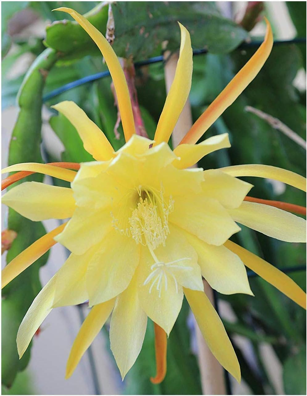 epiphyllum orchid flower seeds