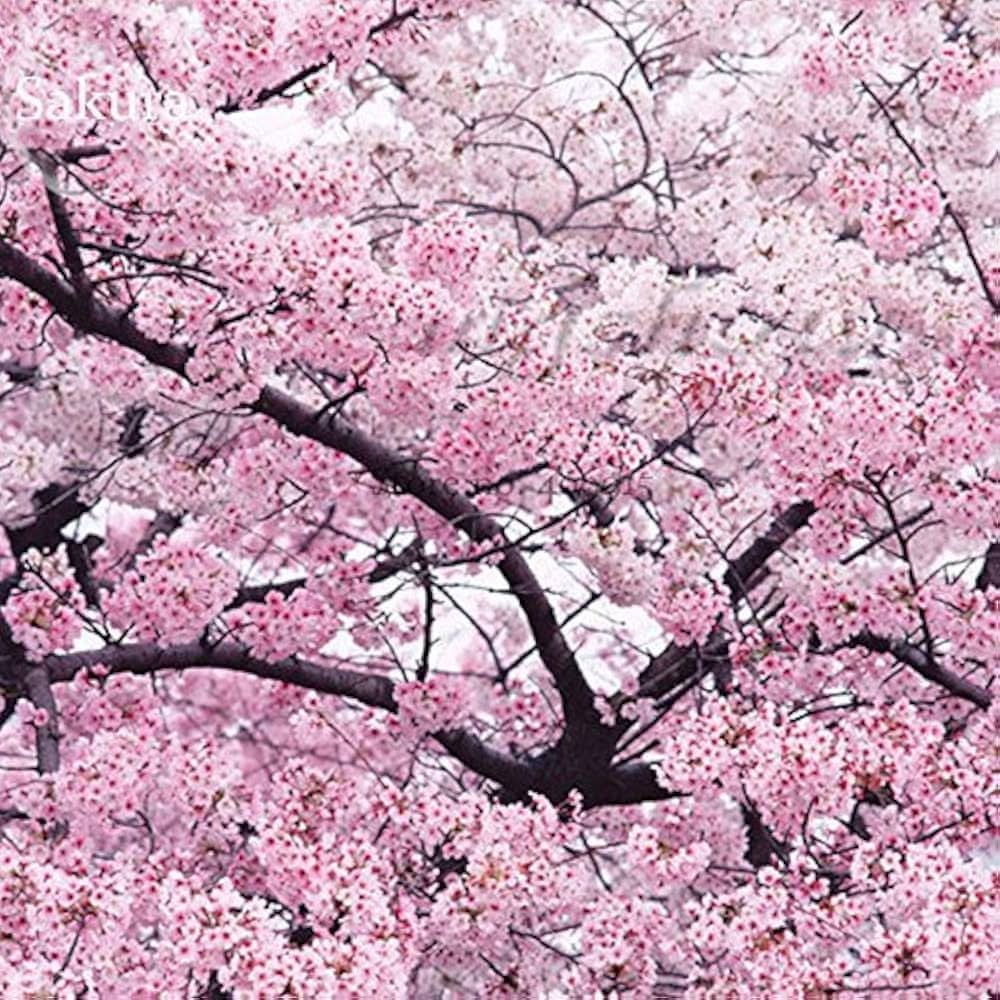 sakura prunus flower seeds