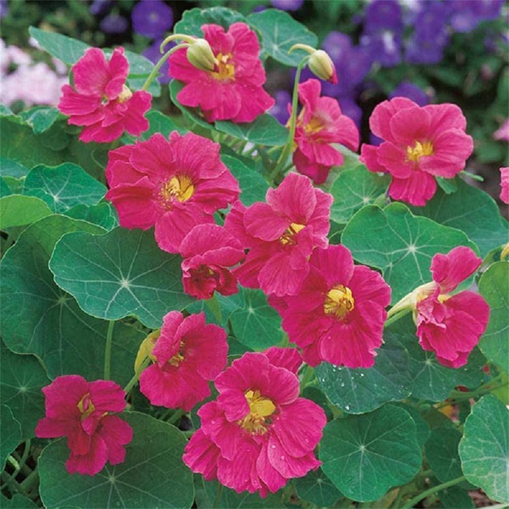 Dark Pink Nasturtium Flower Seeds for Planting – Heirloom, Non-GMO, High Germination Garden Seeds