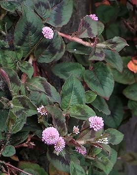 polygonum capitatum flower seeds