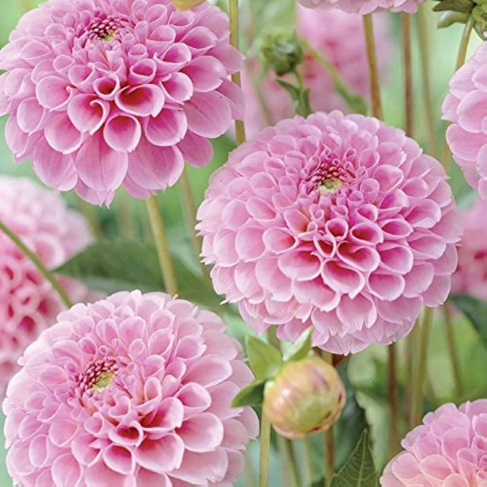 Pink Pompon Dahlia Flower Seeds for Planting - 100 pcs