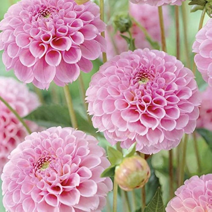 Pink Pompon Dahlia Blomsterfrø til udplantning - 100 stk