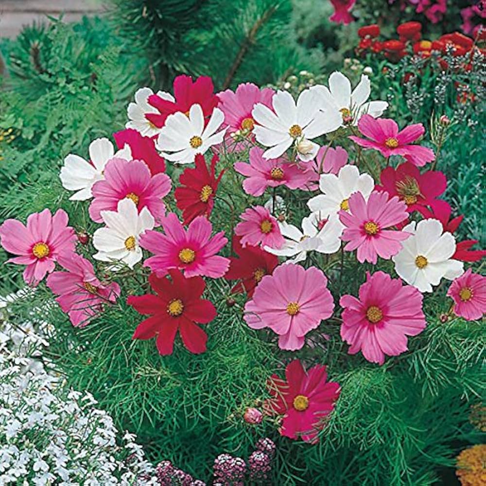 dwarf schwefel flower seeds