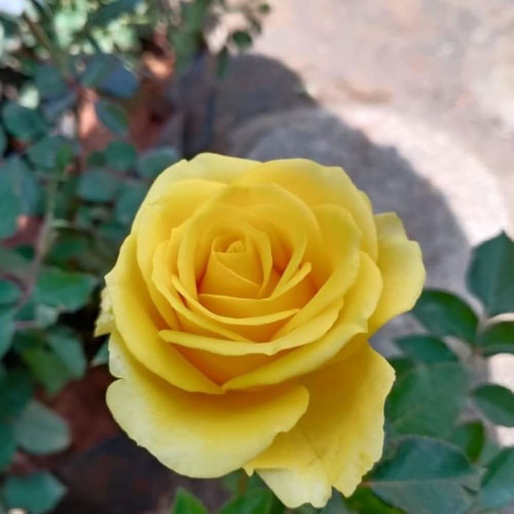yellow yunnan flower seeds