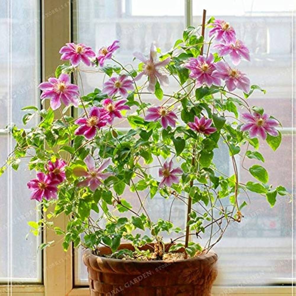 clematis flower flower seeds