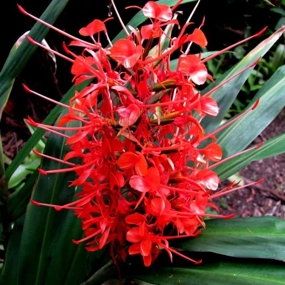 kahili ginger flower seeds