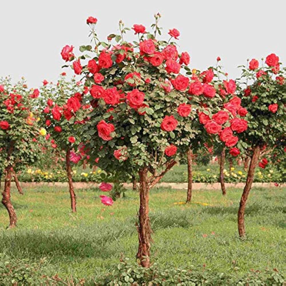 rose tree flower seeds