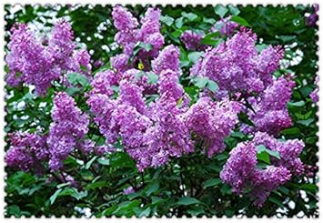 Flower Seeds, Seeds for Planting, Plant Seeds
