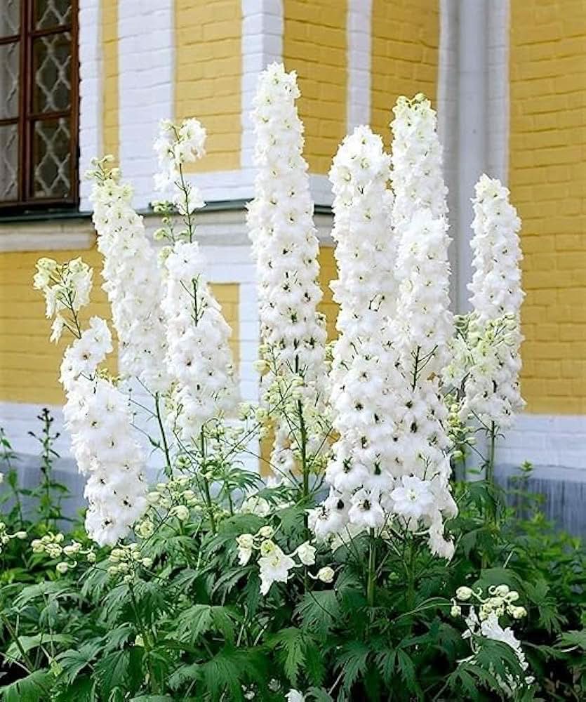 delphinium flowering flower seeds