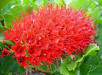 greyia sutherlandii flower seeds