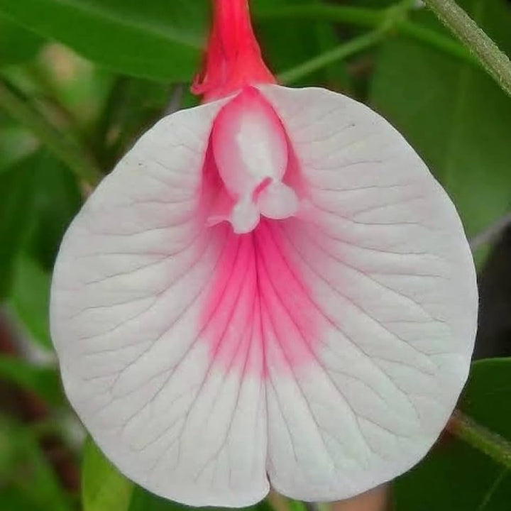 White Pink Cattleya Hybrida Flower Seeds for Planting - 100 pcs