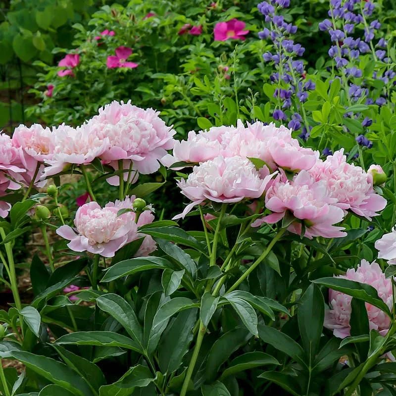 rosa rockii flower seeds
