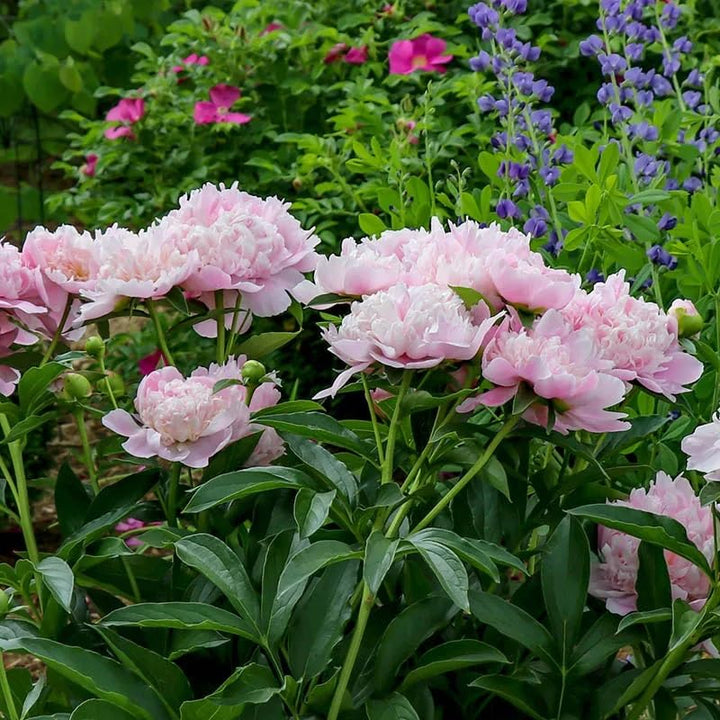 Rosa Rockii Tree Peony Professional With Light Fragrance Flower Seeds Home Garden Planting,