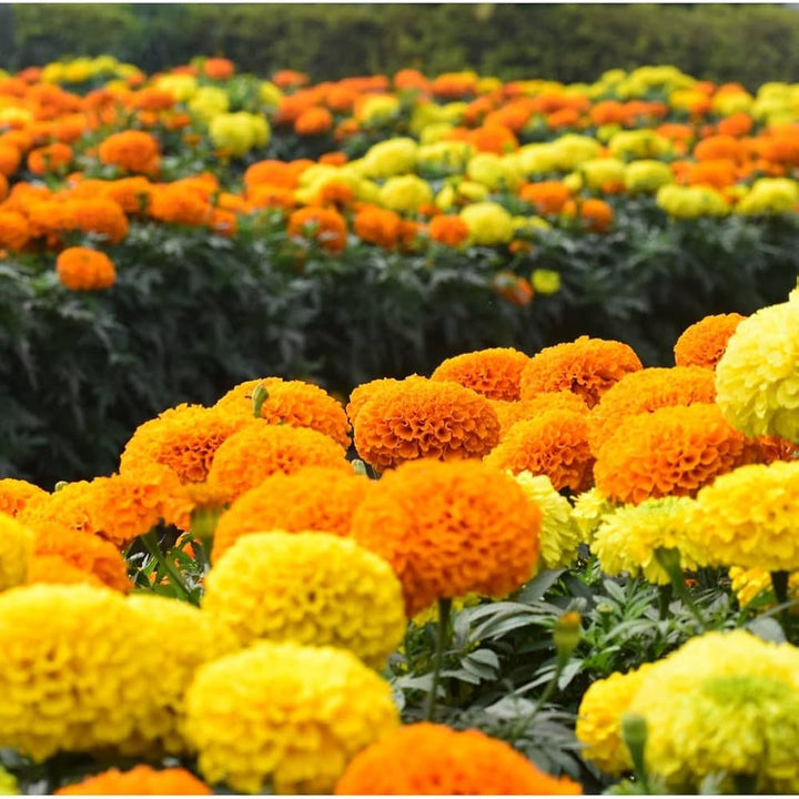 Marigold Flower Seeds for Planting - Yellow & Orange 100 pcs