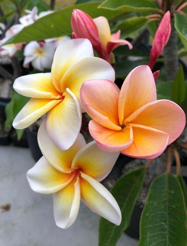 mixed color flower seeds