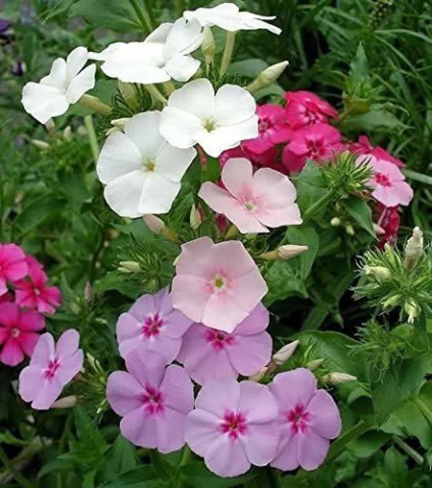 mountain phlox flower seeds