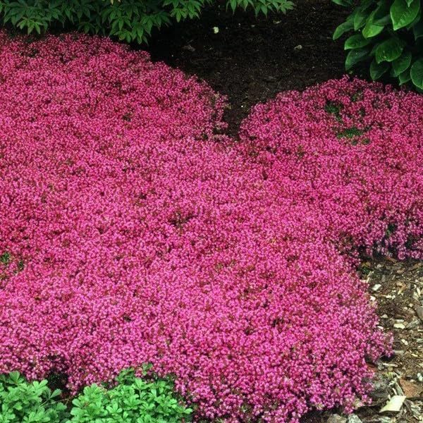 Red Creeping Flower Seeds for Planting, Fresh, 100 pcs