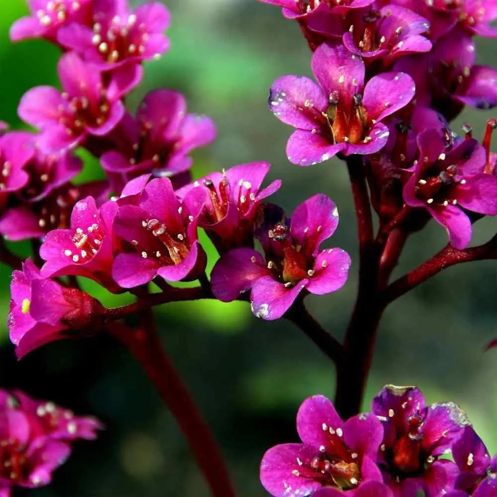 cordifolia flower flower seeds