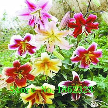 Flower Seeds, Seeds for Planting, Plant Seeds