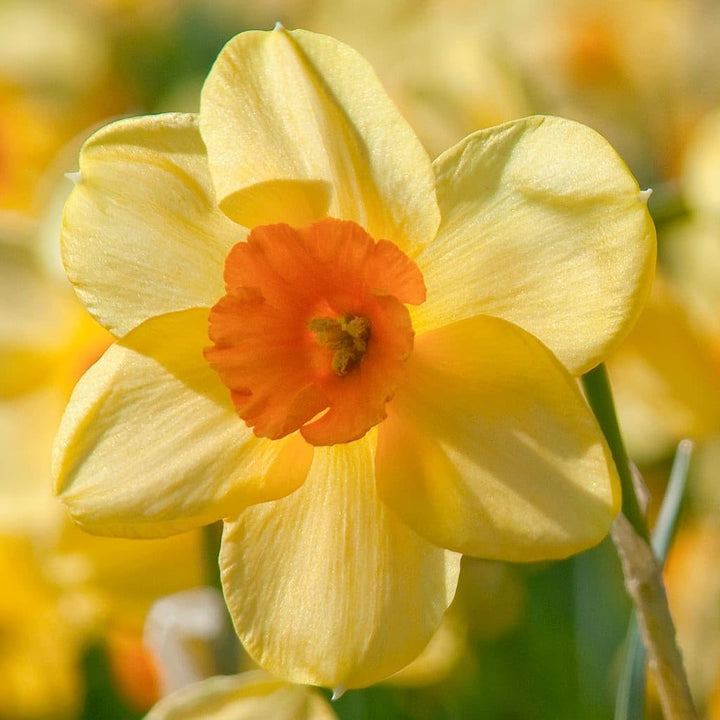 Light Yellow Orange Daffodil Flower Seeds 100 pcs