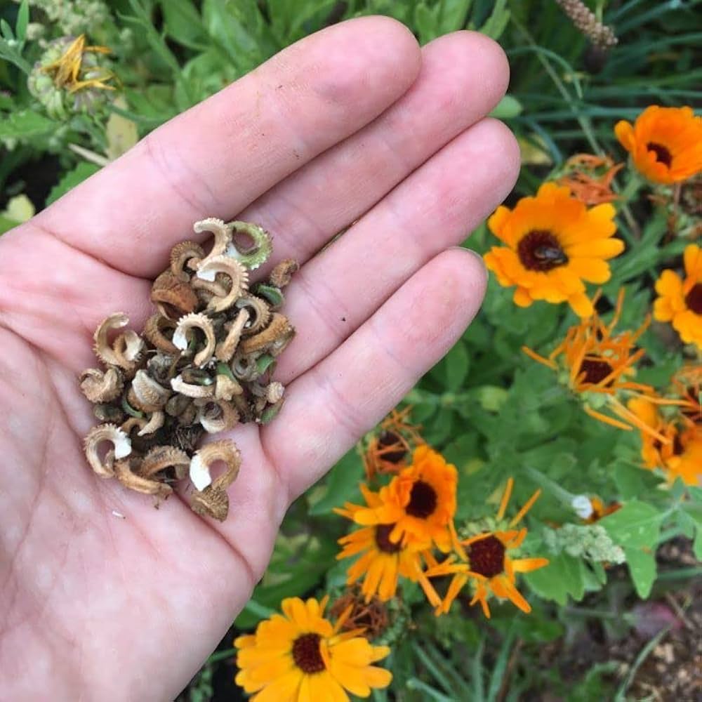 french calendula flower seeds