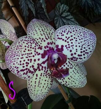 white violet flower seeds