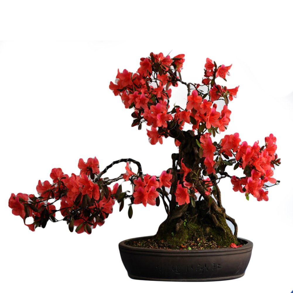 Red Simsii Bonsai Flower Seeds – Heirloom Non-GMO Azalea Seeds for Planting