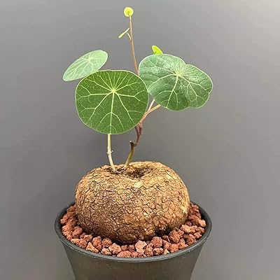 Dioscorea Elephantipes Yam Seeds for Planting - 100 pcs