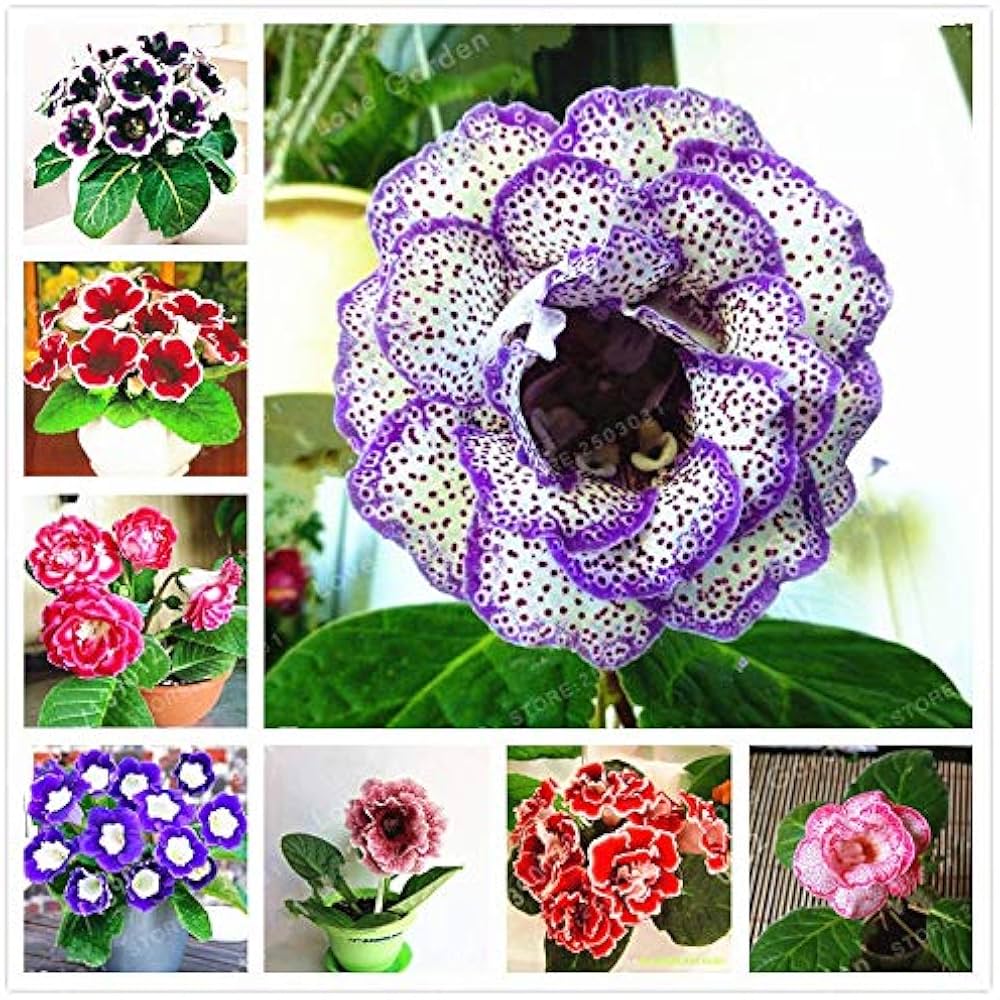 glyzinierebe color flower seeds