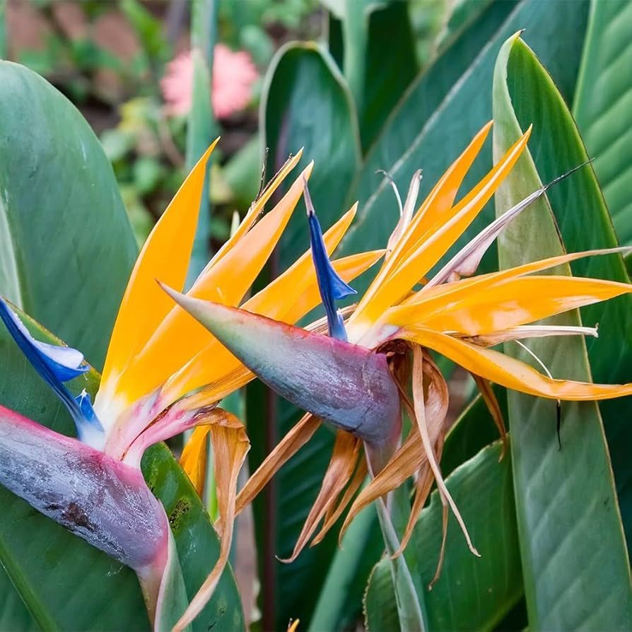 gilliesii bird flower seeds