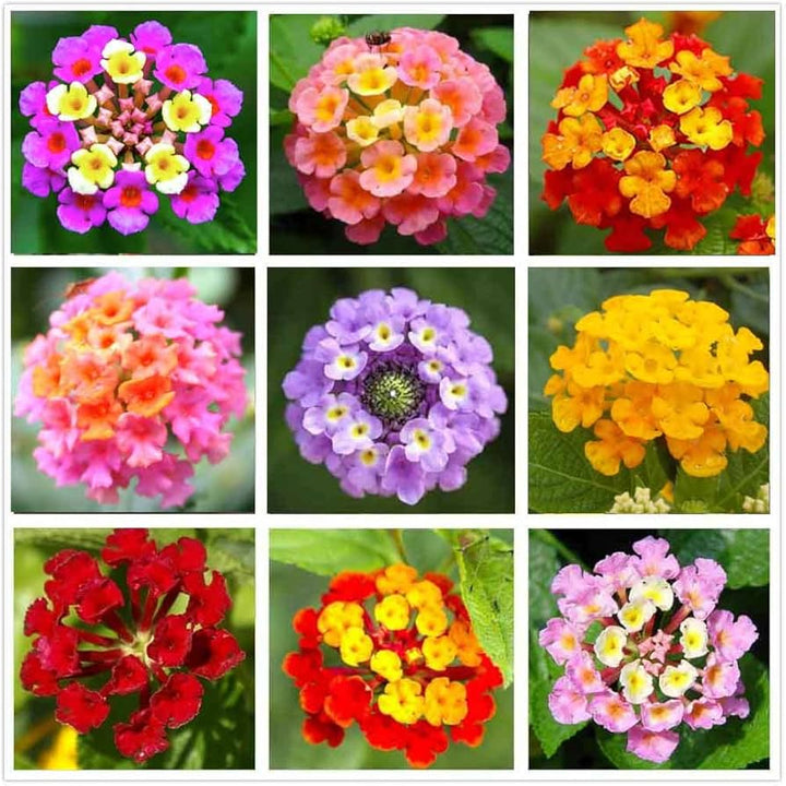 Lantana Mix Flower Seeds for Garden Planting – Non-GMO Heirloom Organic Garden Seeds, High Germination