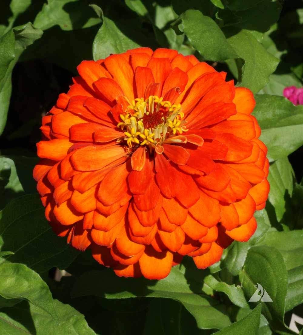 orange zinnia flower seeds