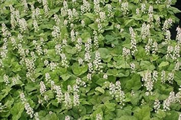 Flower Seeds, Seeds for Planting, Plant Seeds