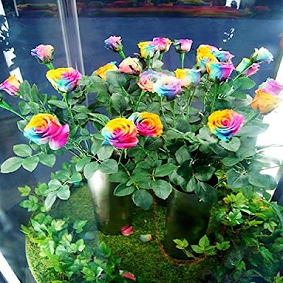 Mixed Colour Rose Tree Flower Seeds for Planting – Heirloom, Non-GMO, High Germination Organic Garden Seeds