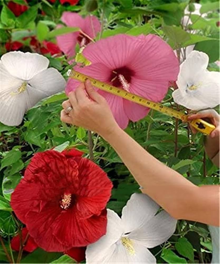 giant hardy flower seeds