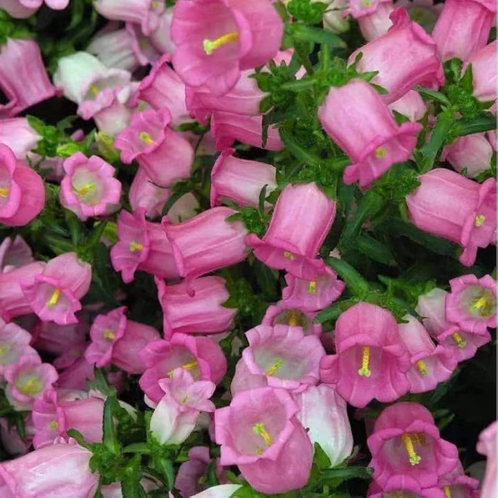 Light Pink Canterbury Bells Flower Seeds – Heirloom Non-GMO Organic Garden Seeds for Planting, High Germination