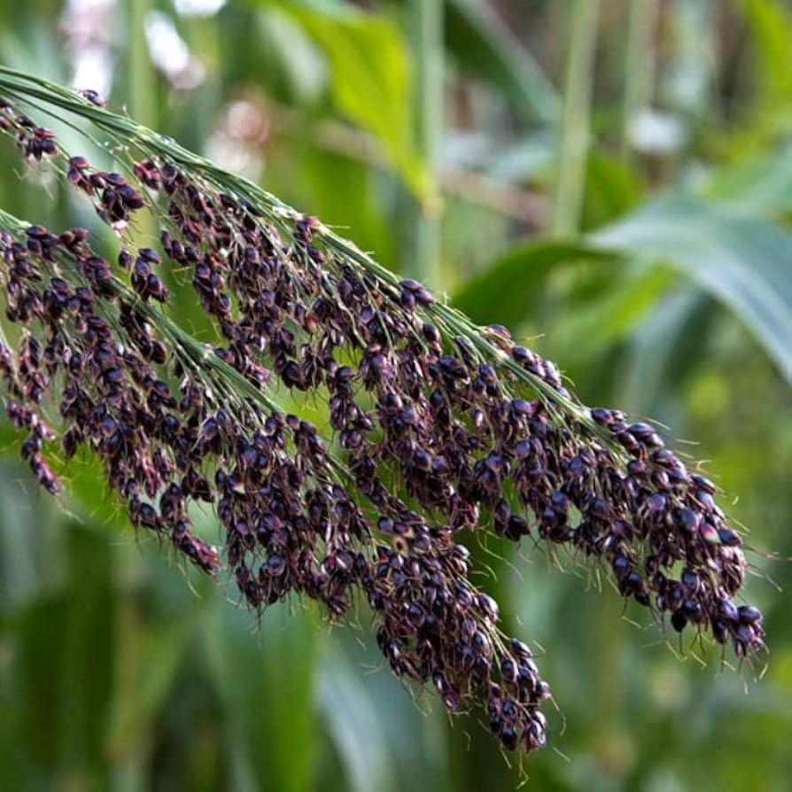 Sorte Amber Sorghum Frø – Unikt Korn 100 stk