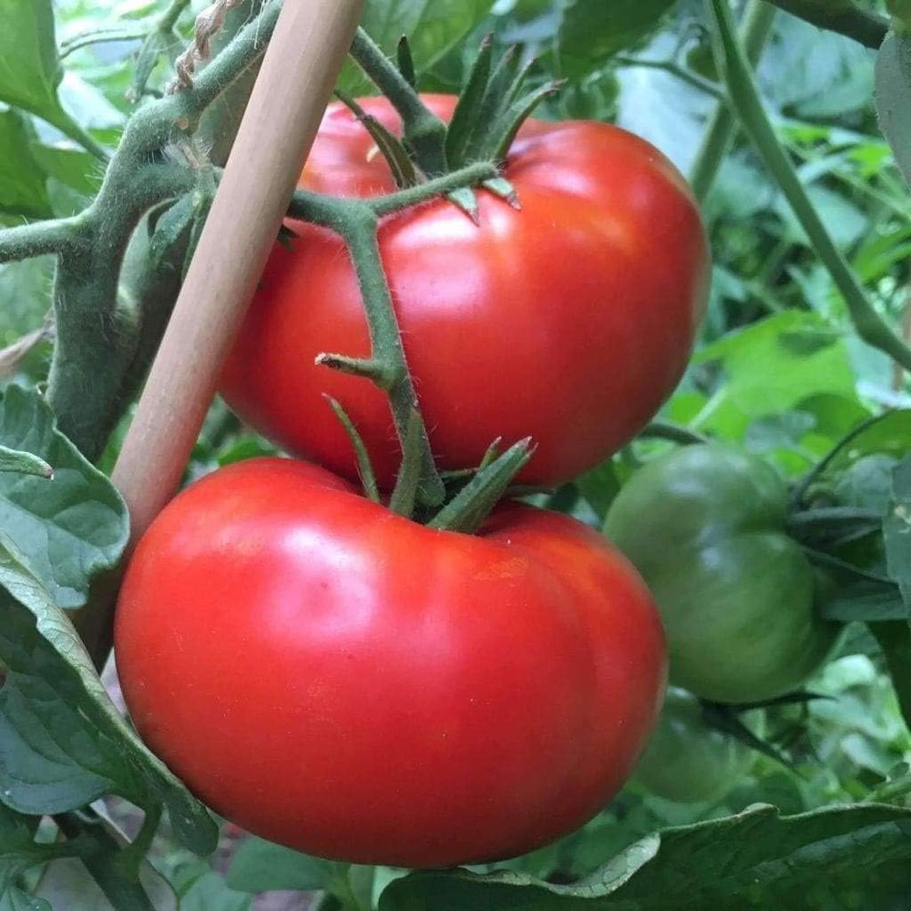 Heirloom Tomato Vegetable Seeds for Planting