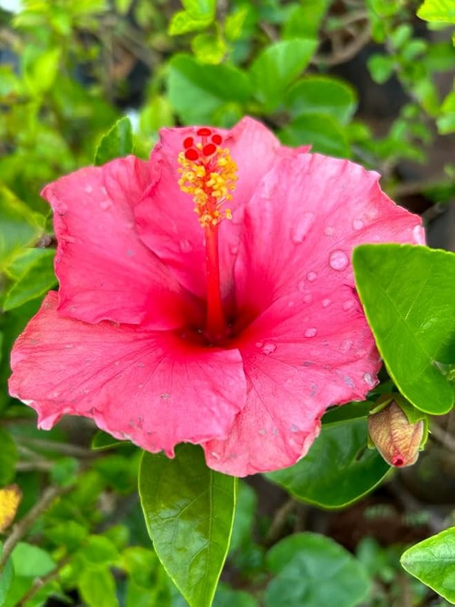 Hibiscus Flower Seeds – Heirloom, Non-GMO, Tropical Flower Seeds for Planting