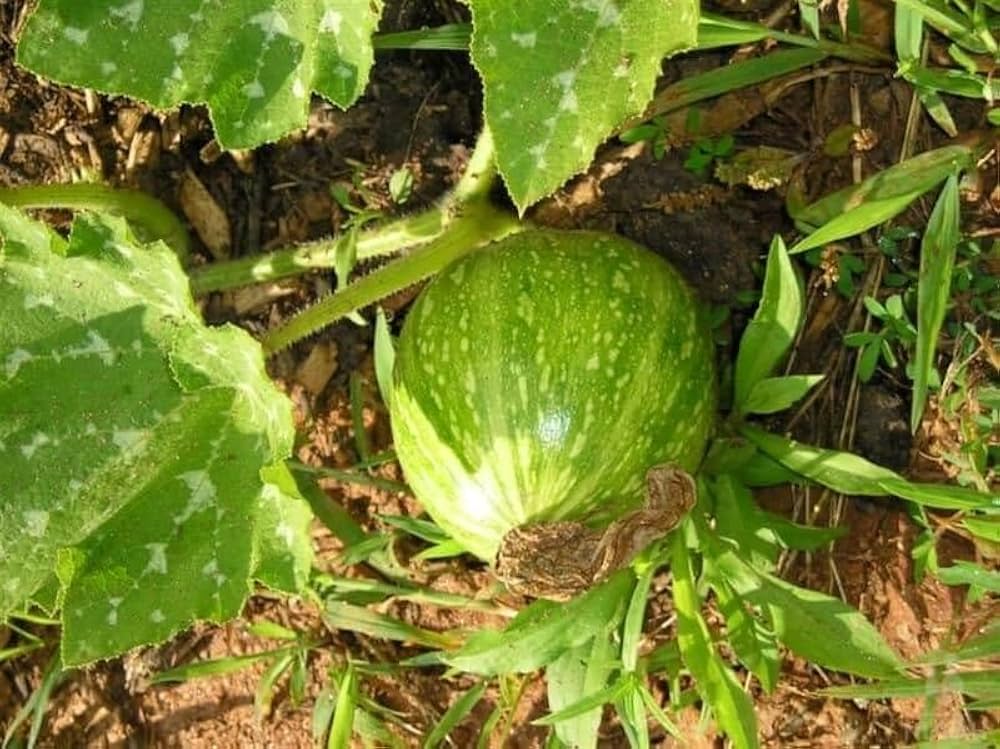 korean pumpkin flower seeds