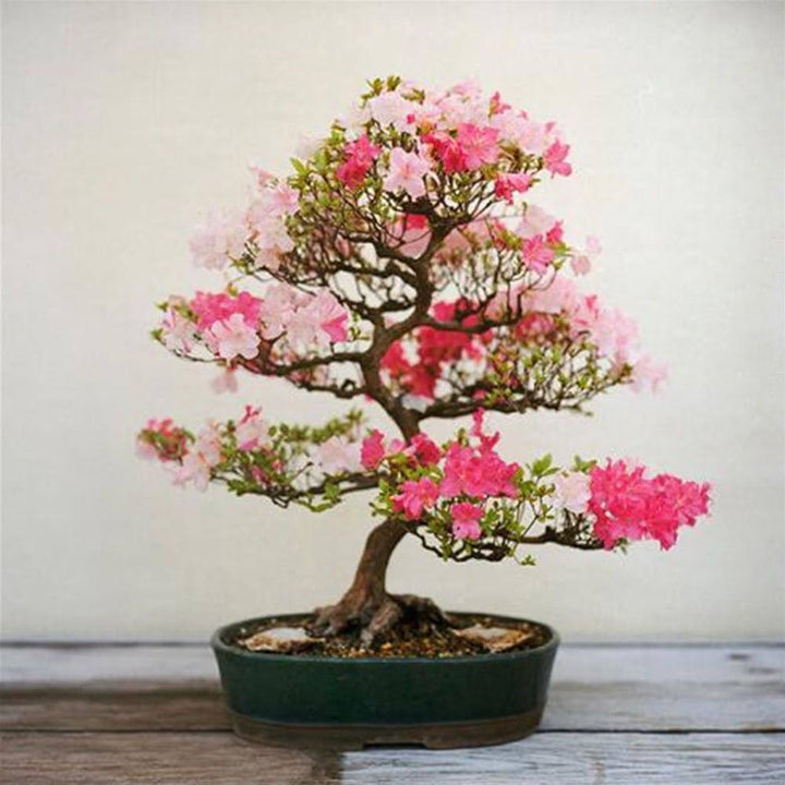 Mixed Simsii Bonsai Flower Seeds – Heirloom Non-GMO Seeds for Garden Planting