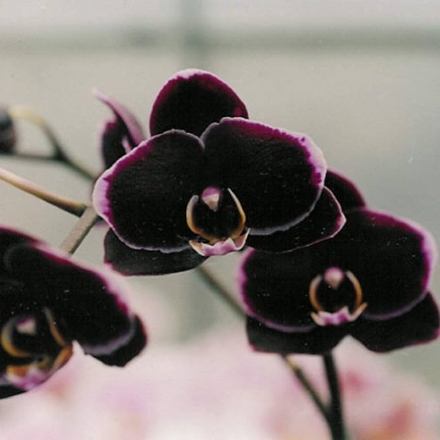 Black White Phalaenopsis Orchid Flower Seeds – Heirloom Non-GMO Seeds for Garden Planting
