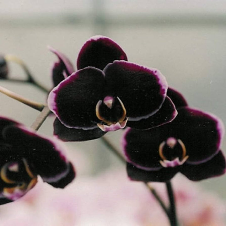 Black White Phalaenopsis Orchid Flower Seeds – Heirloom Non-GMO Seeds for Garden Planting