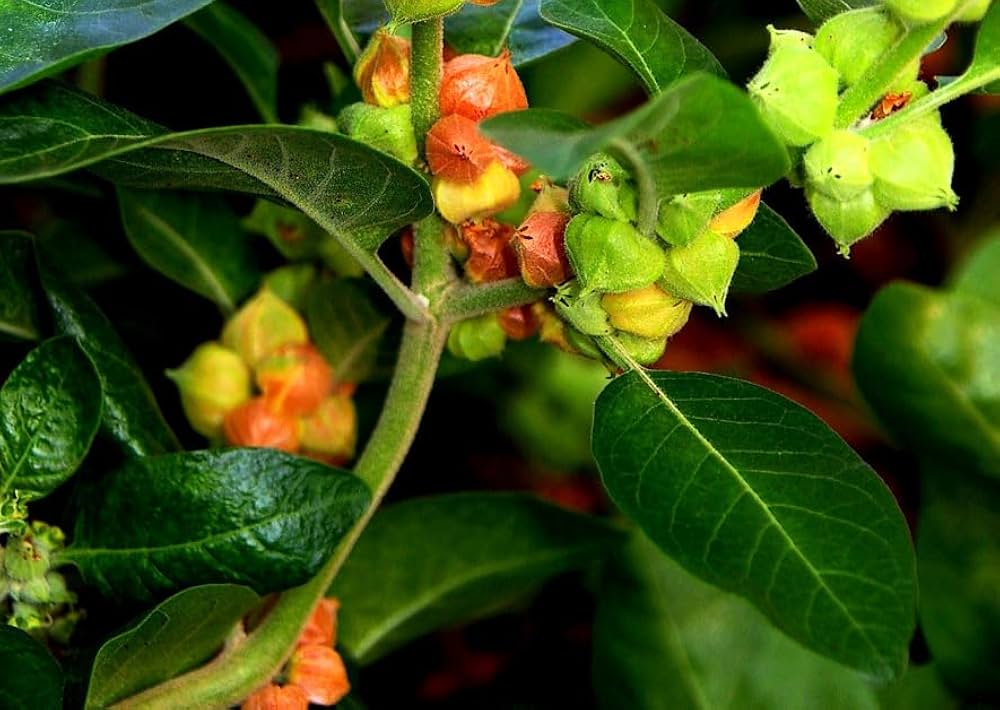 Orange Somnifera plantefrø til udplantning - 100 stk