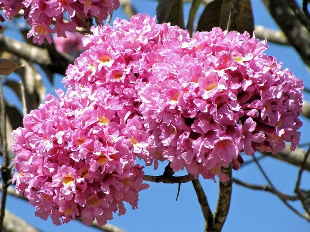 Pink Hatiora Rosea Flower Seeds for Planting - 100 pcs