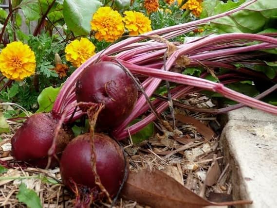 Beetroot Detroit Dark Red Seeds – Heirloom, Fast-Growing, High-Yield Root Vegetable