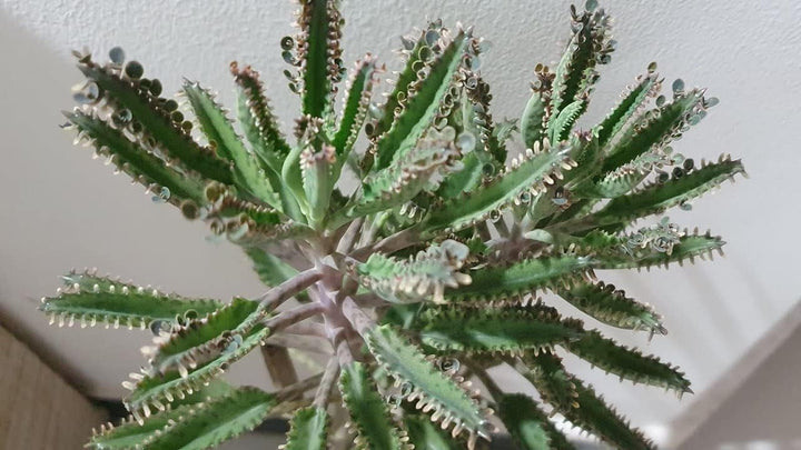 Flower Seeds, Seeds for Planting, Plant Seeds