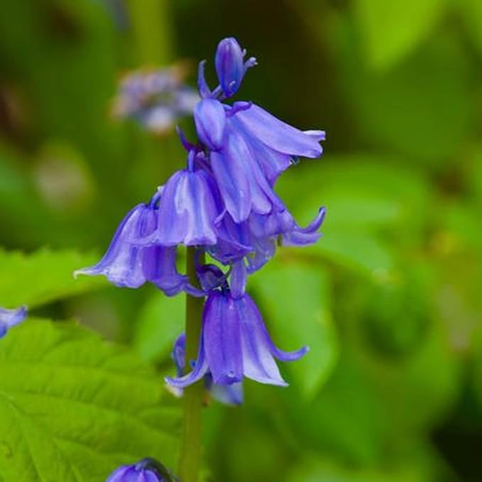 Organic Heirloom Non-GMO Bluebells Flower Seeds for Planting – Spring Blooming Bulbs