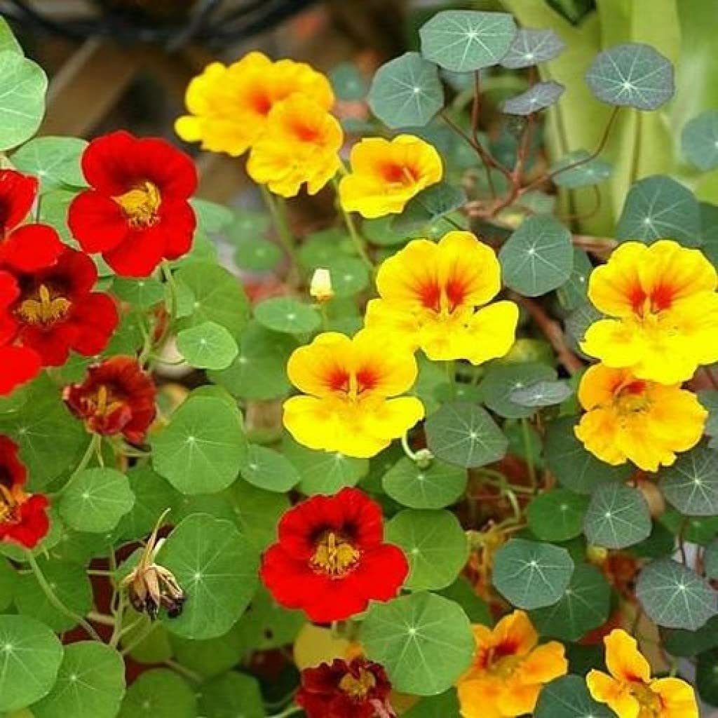 jinlian nasturtium flower seeds