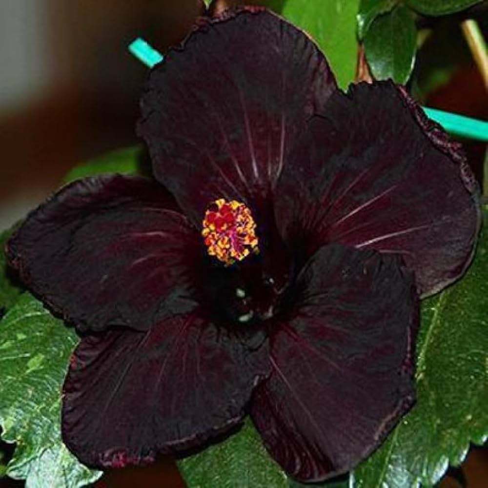 black heirloom flower seeds